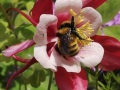 Bombus borealis image