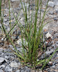 Bromus pumpellianus