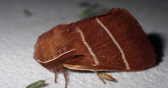 Macrothylacia digramma