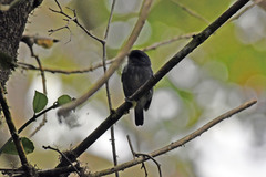 Contopus fumigatus