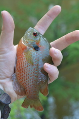 Lepomis miniatus