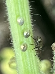 Insecta