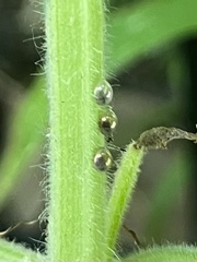 Insecta