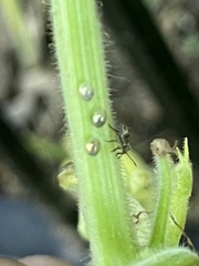 Insecta