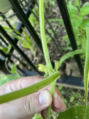 Insecta
