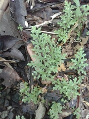 Selaginellaceae