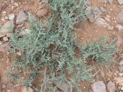 Tetraena chrysopteros