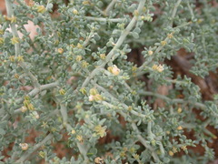 Tetraena chrysopteros