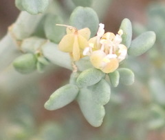 Tetraena chrysopteros