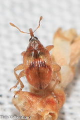 Nanophyinae