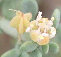 Tetraena chrysopteros