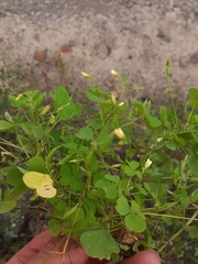Oxalis stricta