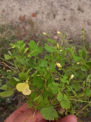 Oxalis stricta