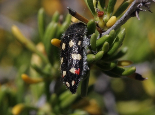 Acmaeodera jocosa