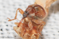 Nanophyinae