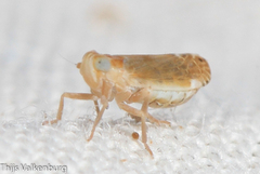 Duilius bipunctata