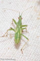 Nabis viridulus