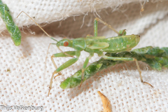 Nabis viridulus