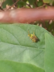 Agapostemon nasutus