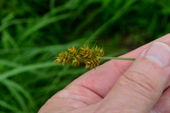 Carex gravida