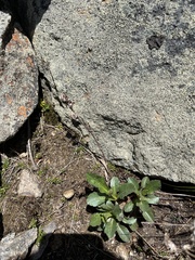 Solidago leiocarpa
