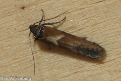 Blastobasis phycidella