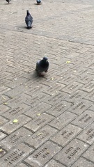 Columba livia