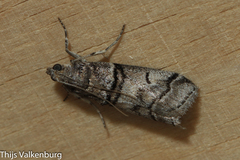 Acrobasis romanella