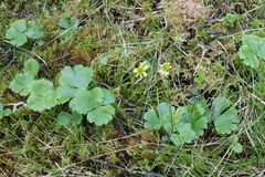 Ranunculus lapponicus