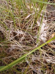 Bromopsis