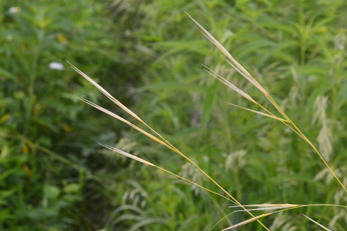 Plains Porcupine Grass