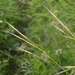 Porcupine Needlegrass - Photo (c) Mark Kluge, some rights reserved (CC BY-NC-ND), uploaded by Mark Kluge