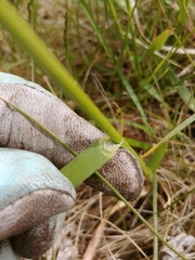 Bromopsis