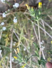Mentzelia montana