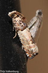 Epinotia thapsiana
