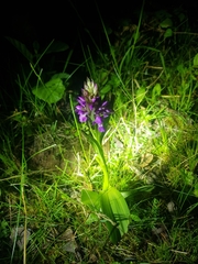Dactylorhiza fuchsii