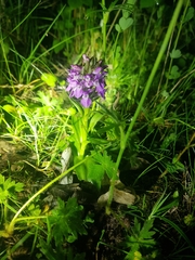 Dactylorhiza fuchsii