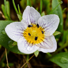 Hesperochiron pumilus