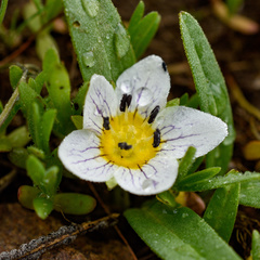 Hesperochiron pumilus