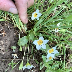 Hesperochiron pumilus