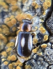 Colotes maculatus