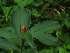 Costus scaber