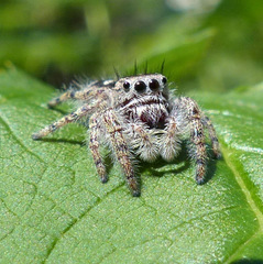 Phidippus putnami