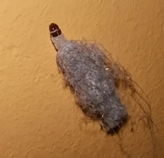 Trichophaga tapetzella