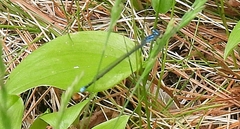 Enallagma divagans