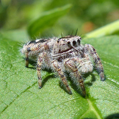 Phidippus putnami