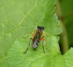 Macrophya punctumalbum