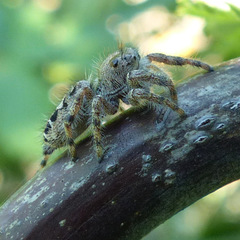 Phidippus putnami