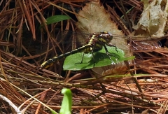 Dromogomphus spinosus