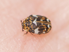 Anthrenus angustefasciatus